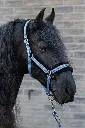31007202_10_02.webp
