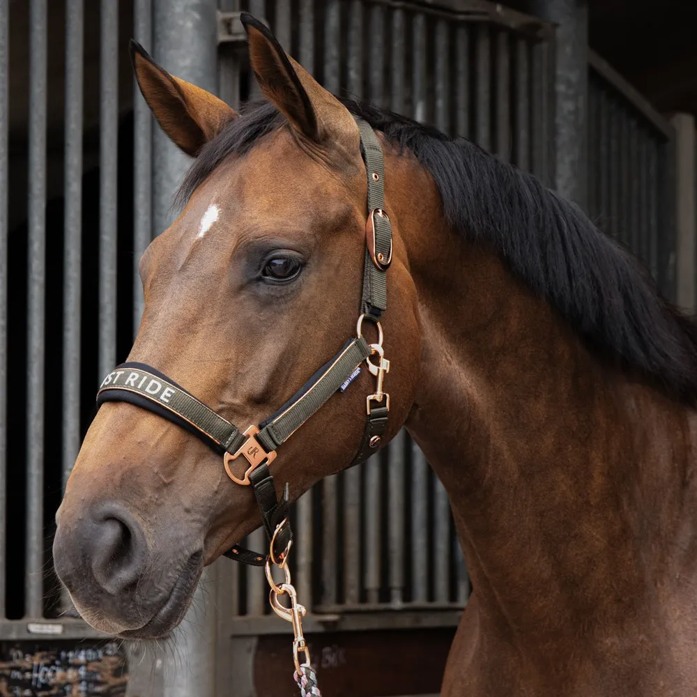 Licol Harry's Horse Just Ride Summer Chique (COB)