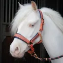Licol Harry's Horse Loulou