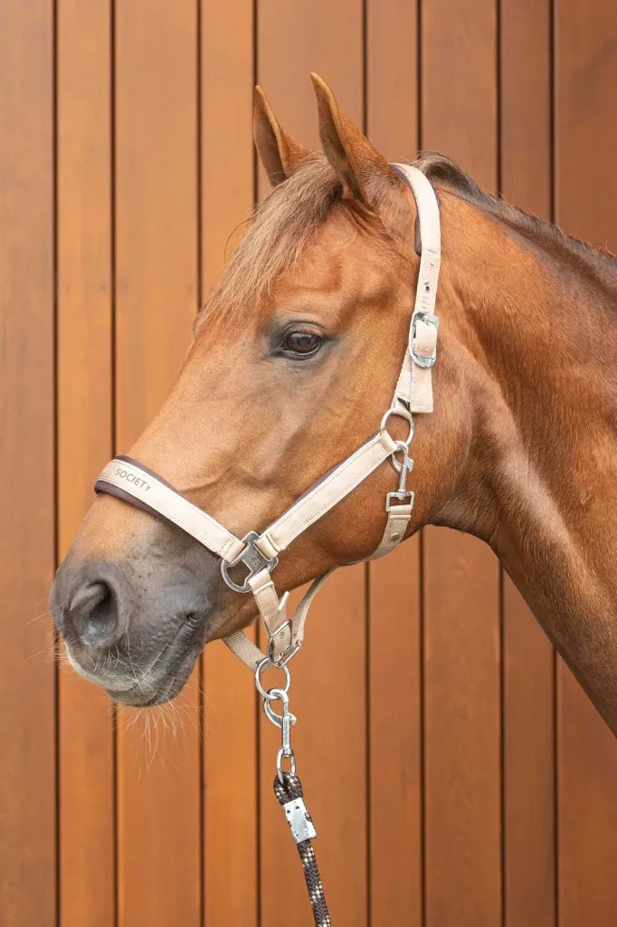 [31006902p] Licol et corde Eli (PONY)