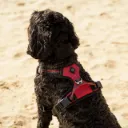 Harnais pour chien QHP